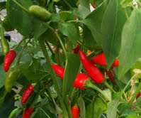 One of the 40 variety of chillies grown at Galloway Chillies
